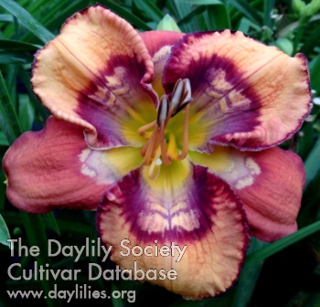 Daylily Pattern Recognition